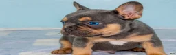 French Bulldog dogs for sale: French Bulldog 1 - Ad 3