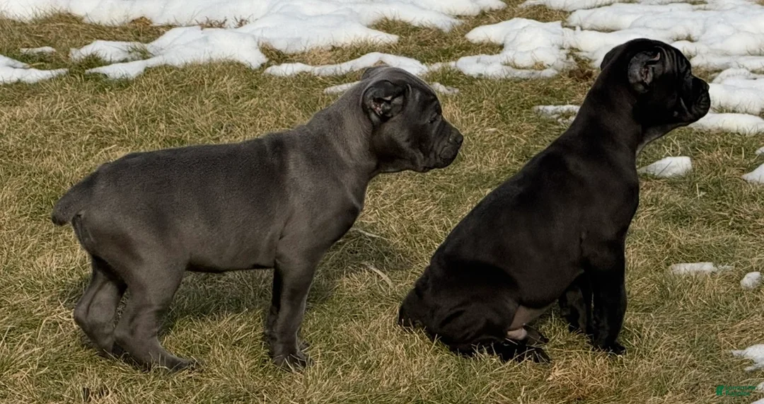 Cane Corso dogs for sale: Cane Corso Puppy 3 - Ad 3