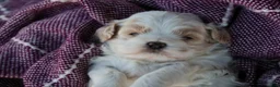 Shihpoo dogs for sale: Marian Shihpoo  - Ad 3