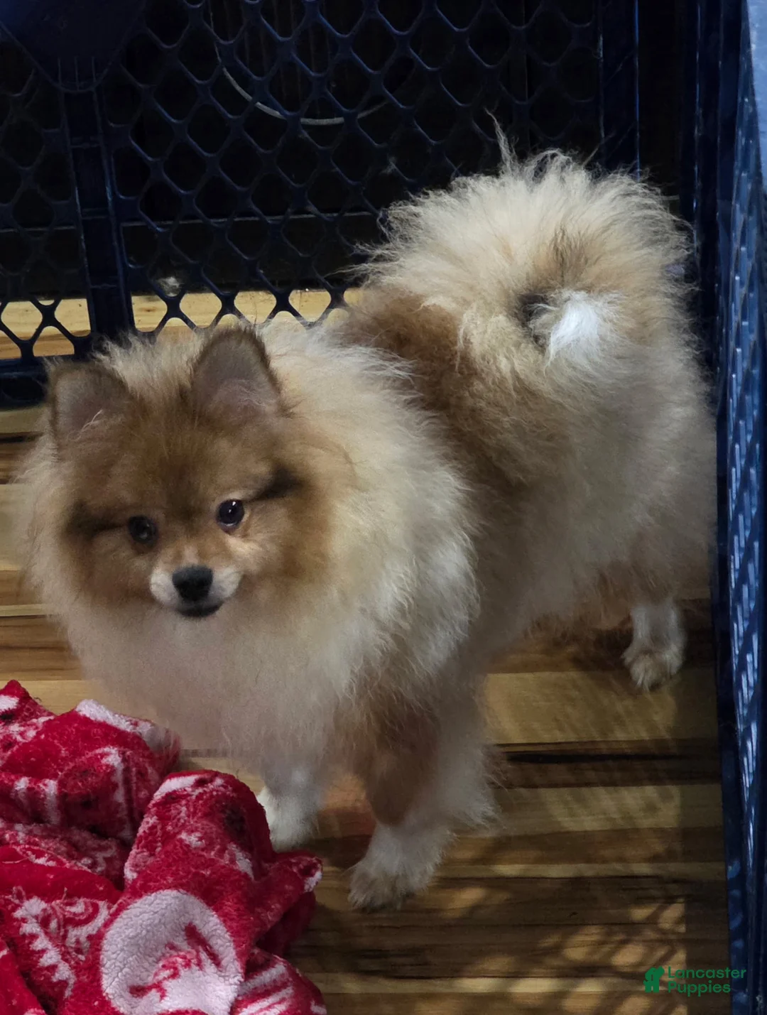 Pomeranian dogs for sale: Bo male Pomeranian  - Ad 6