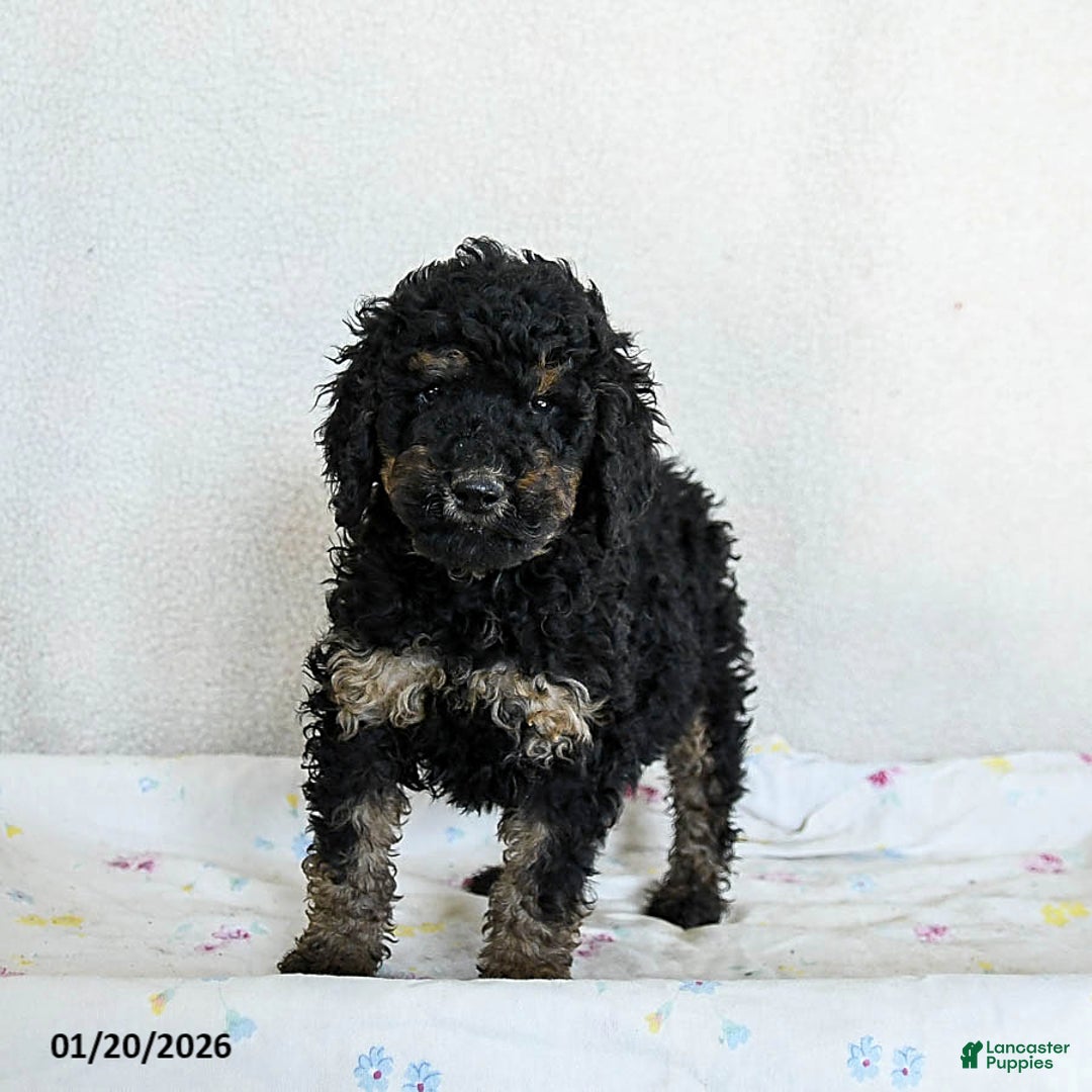 Standard Poodle dogs for sale: Marshmallow - Ad 2