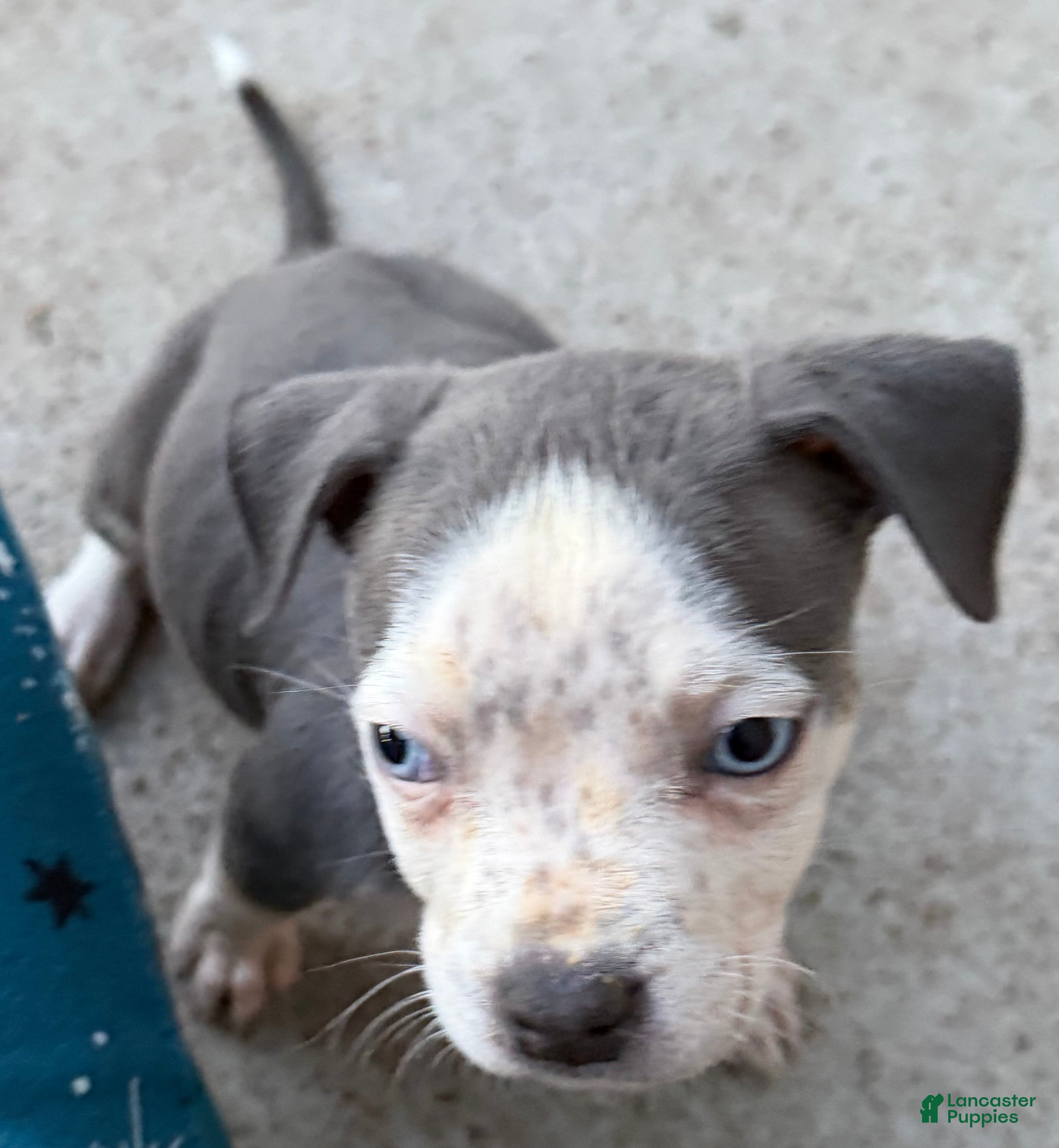 American Bully dogs American Bully Puppy 4 - Ad 3