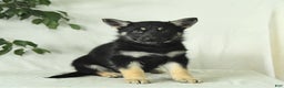 Gerberian Shepsky dogs for sale: Muffin - Ad 5