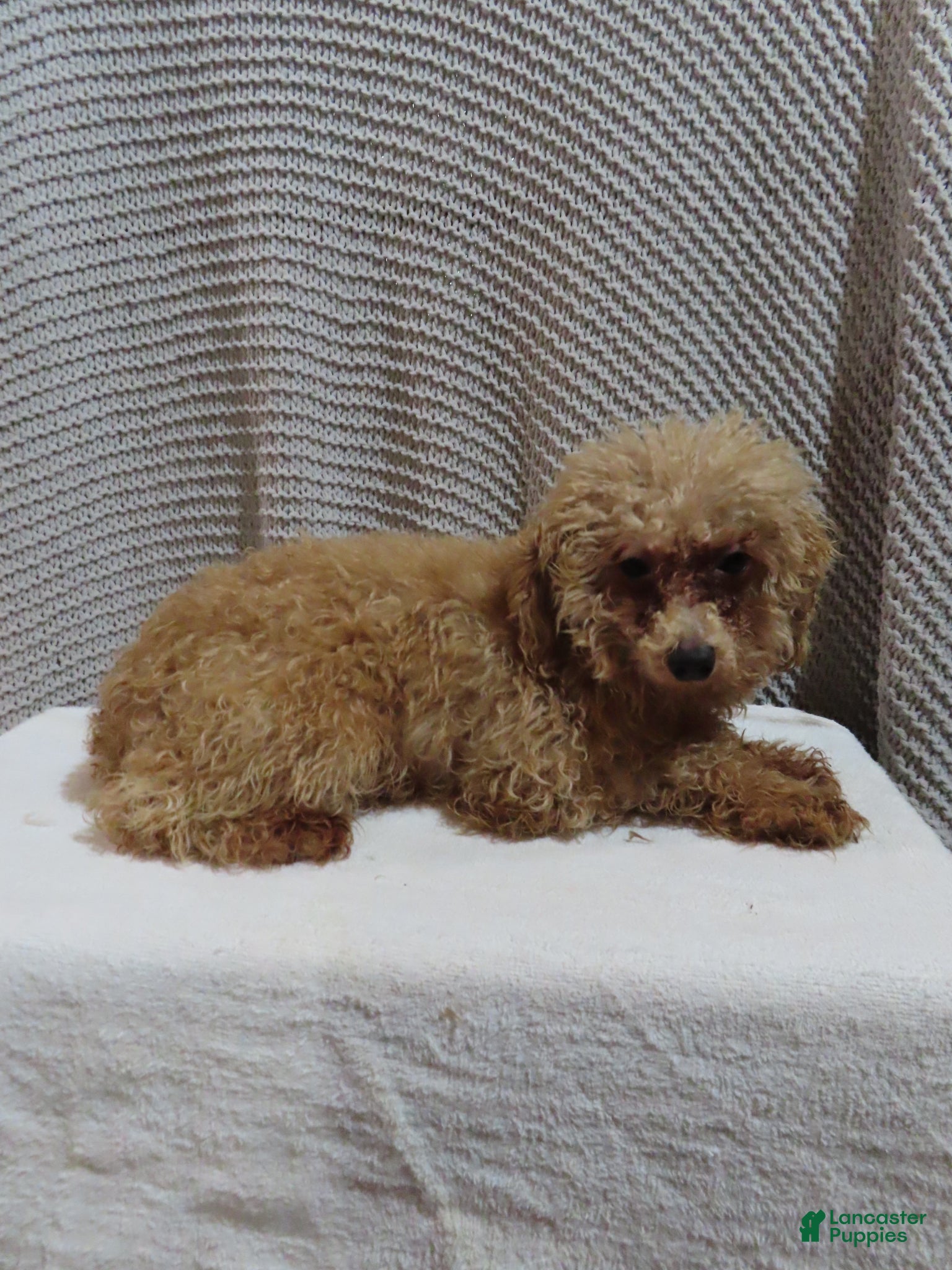Toy Poodle dogs for sale: Misty - Ad 7