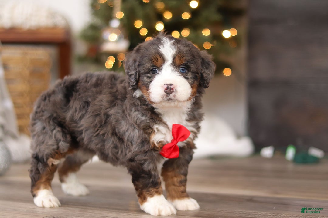 Mini Bernedoodle dogs for sale: Theo - Ad 9
