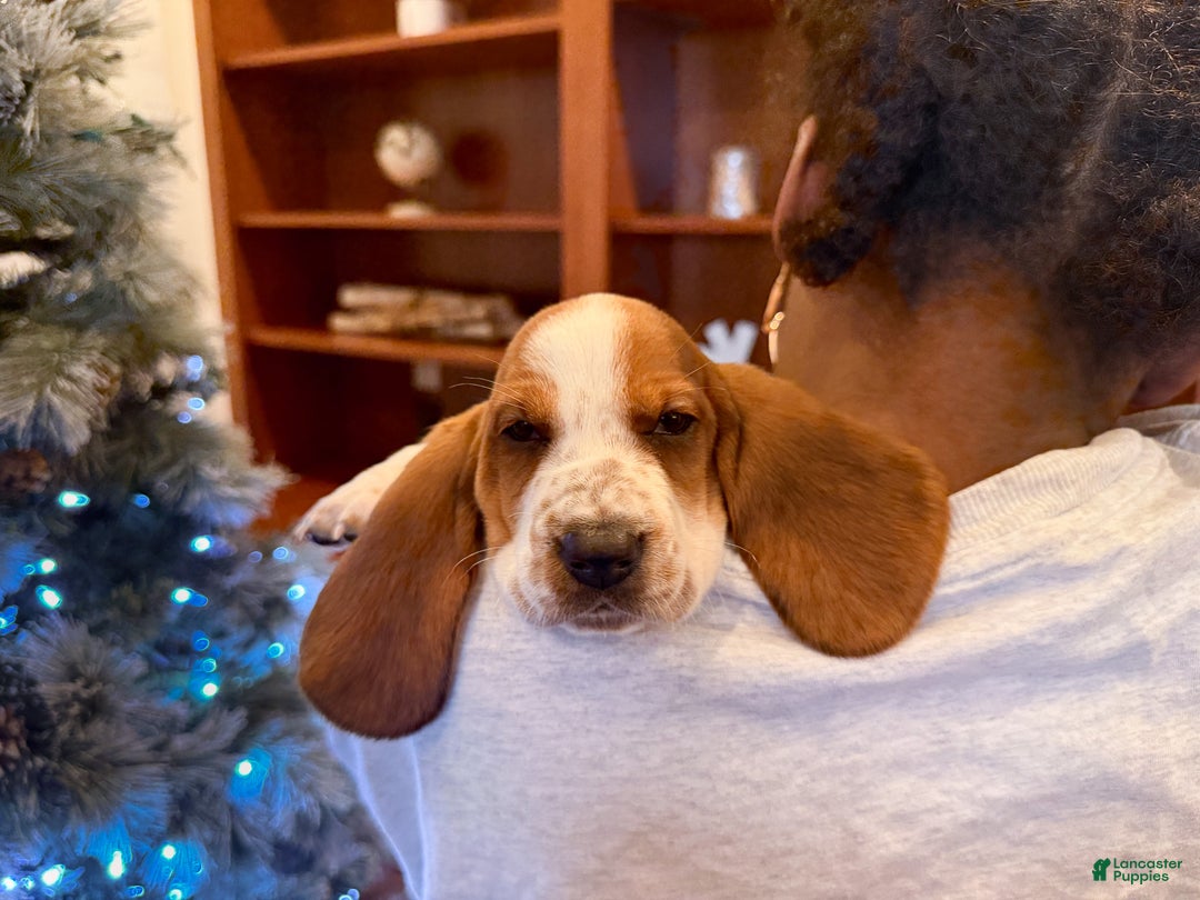 Basset Hound dogs for sale: Sparkles - Ad 2