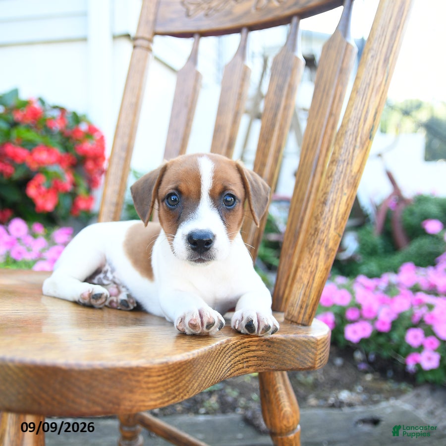 Jack Russell Terrier dogs Pistachio - Ad 2