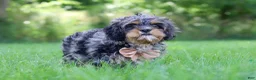 Cavapoo dogs for sale: Skeeter - Ad 3
