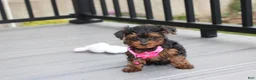 Yorkiepoo dogs for sale: Ella  - Ad 4