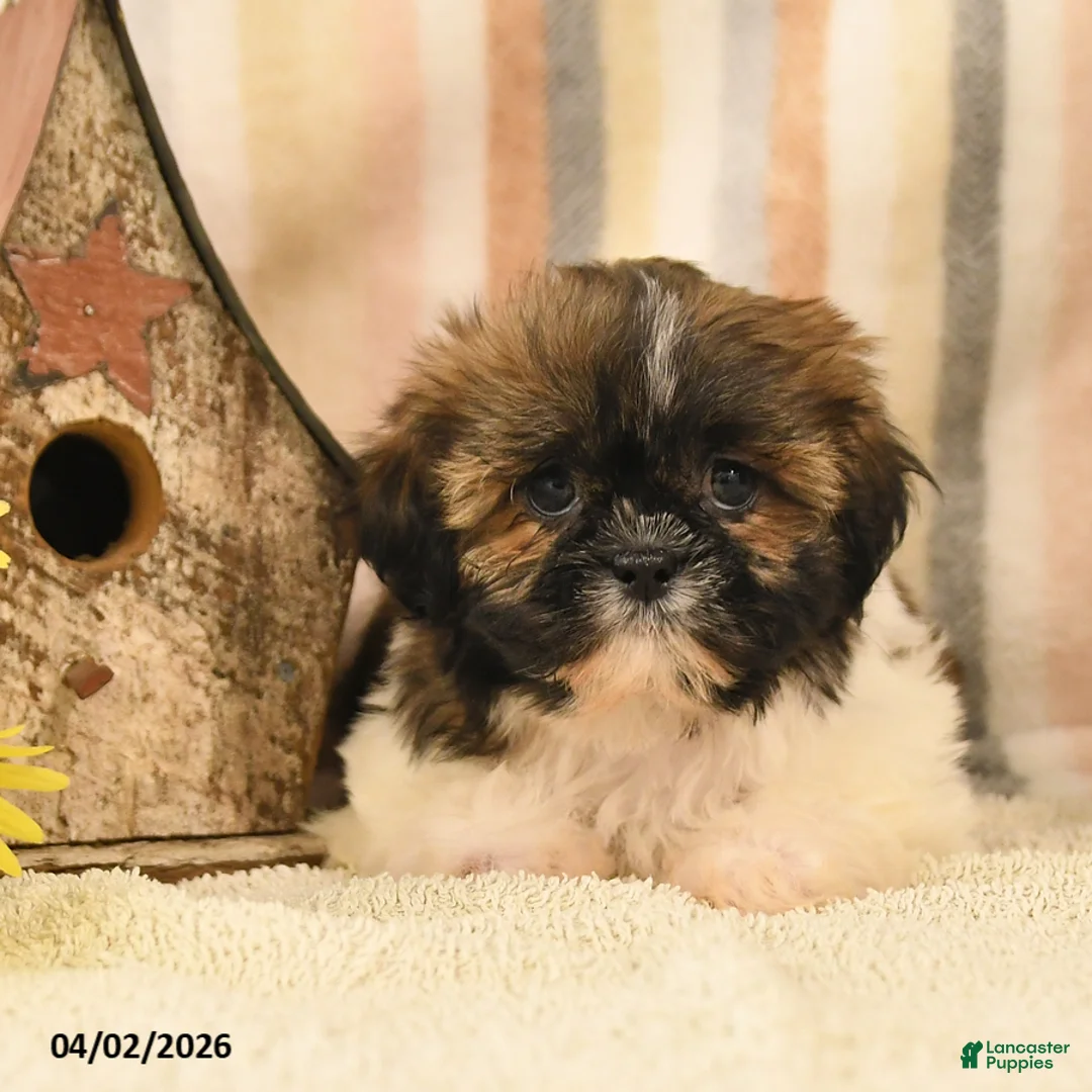 Shih Tzu dogs for sale: Mandy - Ad 3