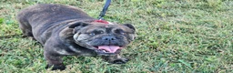 English Bulldog dogs for sale: Chloe - Ad 3