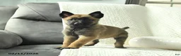 Belgian Malinois dogs for sale: Blossom - Ad 3