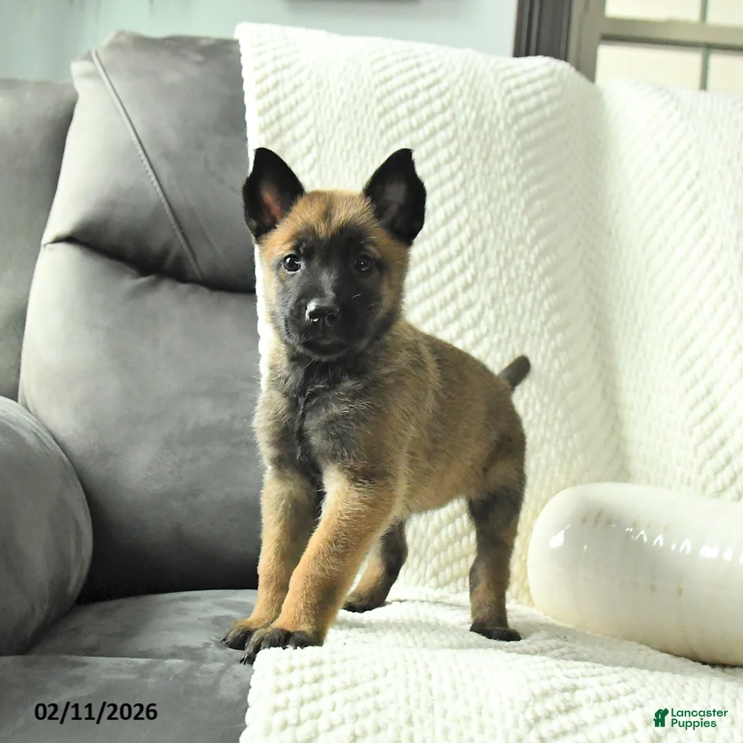 Belgian Malinois dogs for sale: Blossom - Ad 3