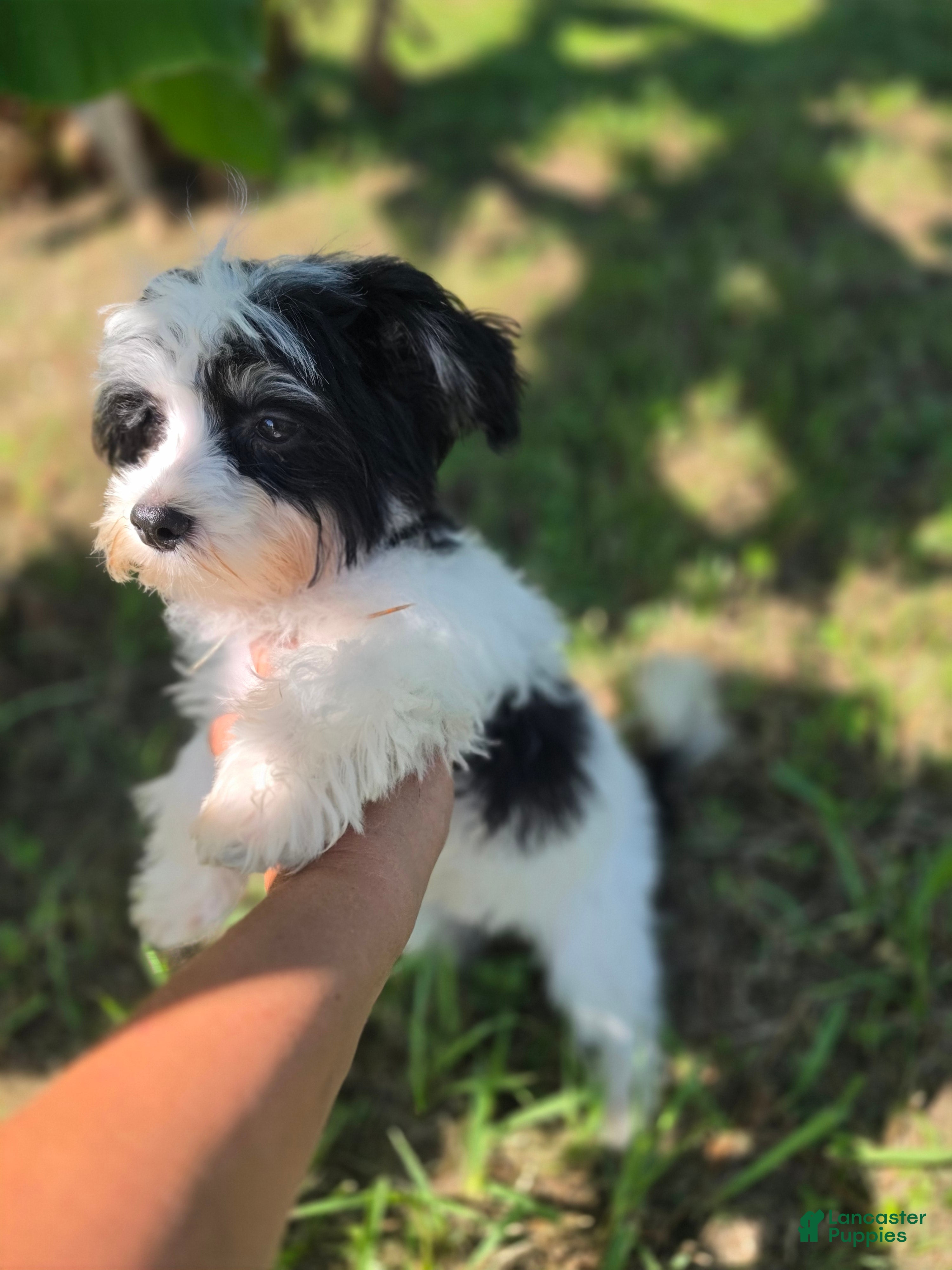 Morkie dogs Boy 2 - Ad 2