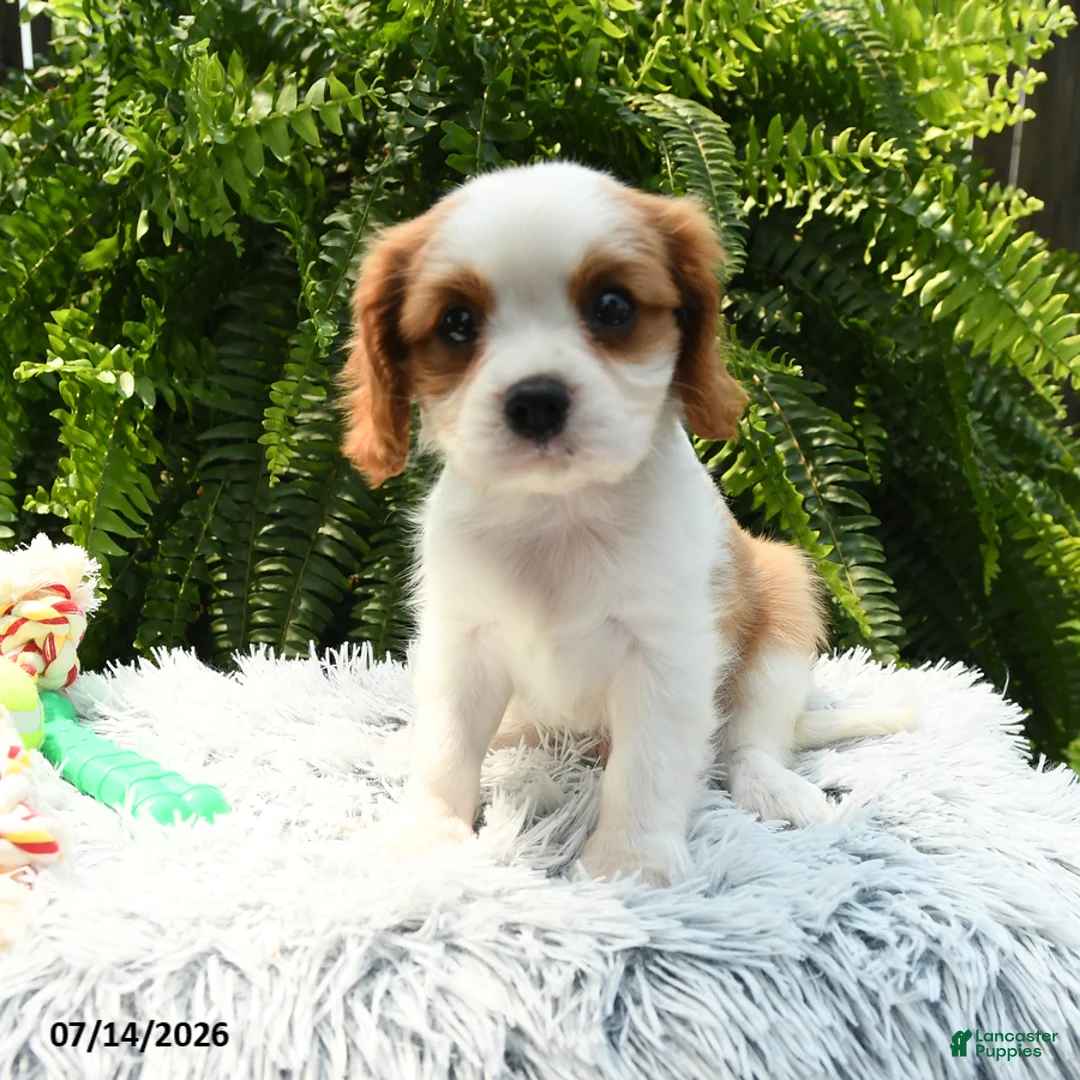Cavalier King Charles Spaniel dogs for sale: Jaxton - Ad 1