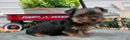 Yorkshire Terrier dogs for sale: Jinny - Ad 3