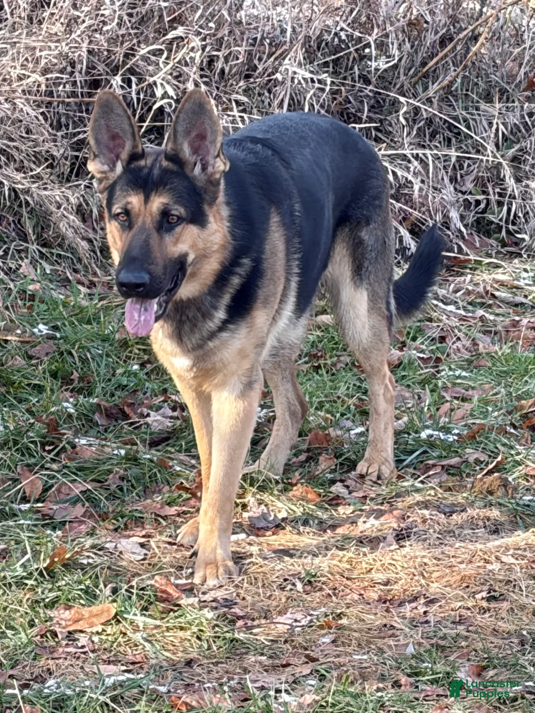 German Shepherd dogs for sale: German Shepherd Puppy 4 - Ad 5