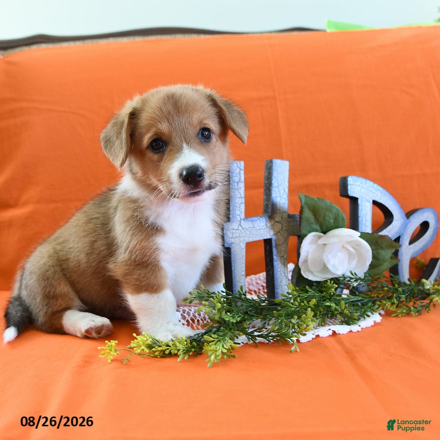 Welsh Corgi Pembroke dogs Cynthia - Ad 1
