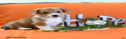 Welsh Corgi Pembroke dogs for sale: Cynthia - Ad 1