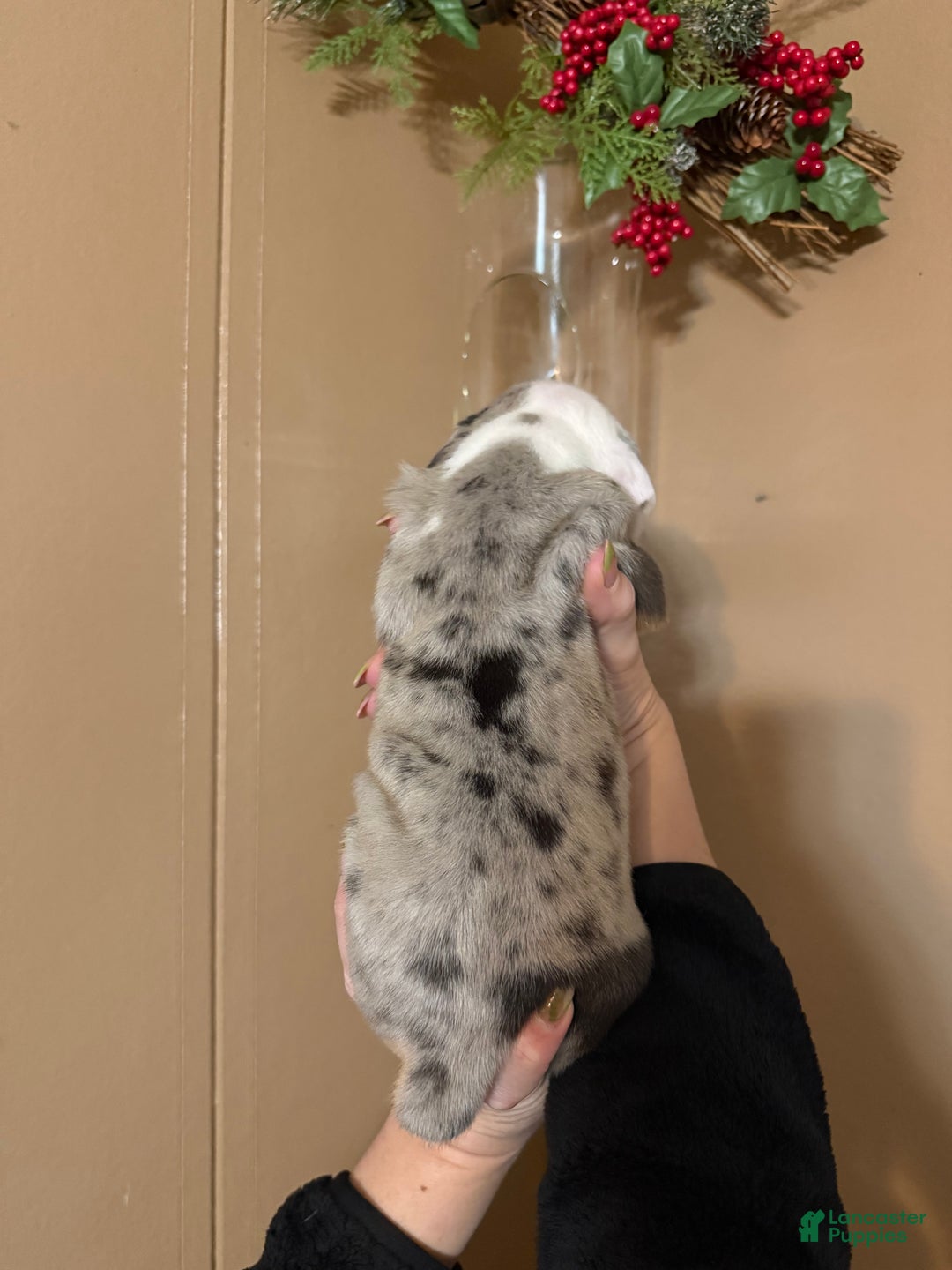 Olde English Bulldogge dogs for sale: Alexandria - Ad 13