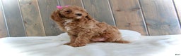 Mini Goldendoodle dogs for sale: Chloe - Ad 10