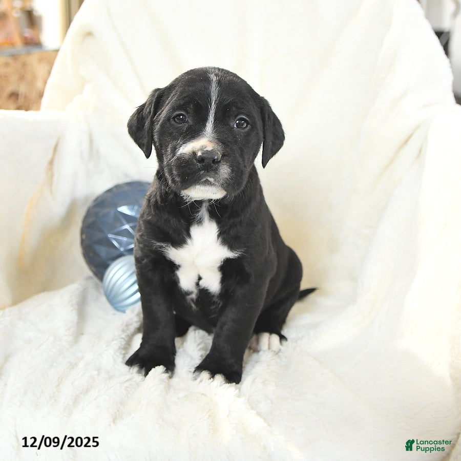 Mixed Breed dogs Miles - Ad 8