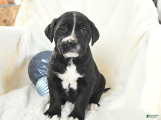 Mixed Breed dogs Miles - Ad 9