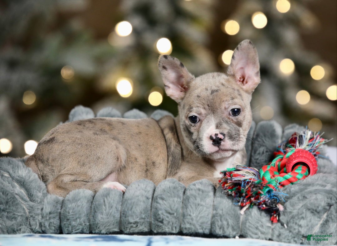 Frenchton dogs for sale: Jellybean - Ad 11