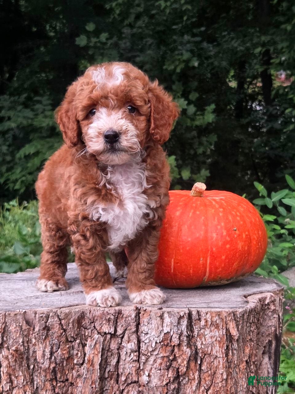 Mini Goldendoodle dogs Roxy - Ad 1
