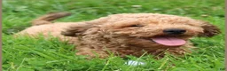 Toy Poodle dogs for sale: Caramel  - Ad 6