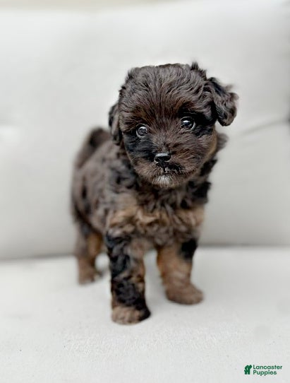 Mini Aussiedoodle dogs Ivy - Ad 1