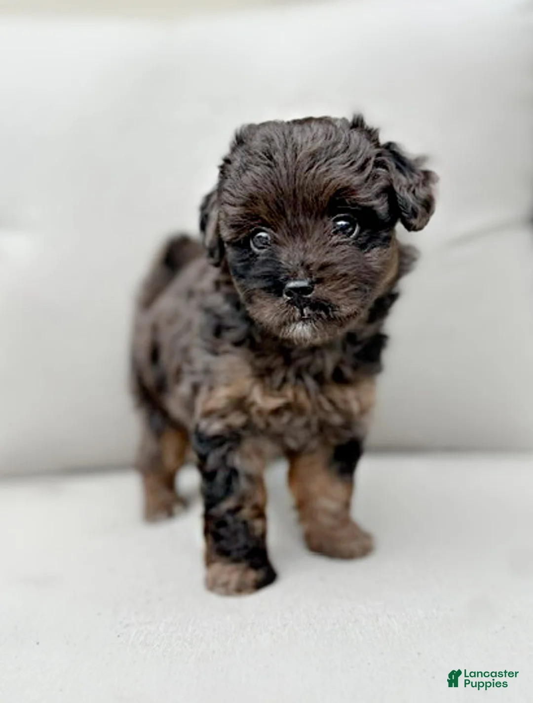 Mini Aussiedoodle dogs for sale: Ivy - Ad 1