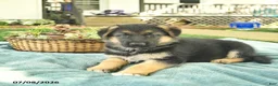 German Shepherd dogs for sale: Iris  - Ad 4