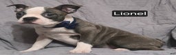 Boston Terrier dogs for sale: Lionel - Ad 3