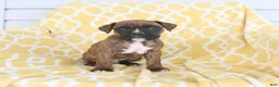 Boxer dogs for sale: Apollo - Ad 4