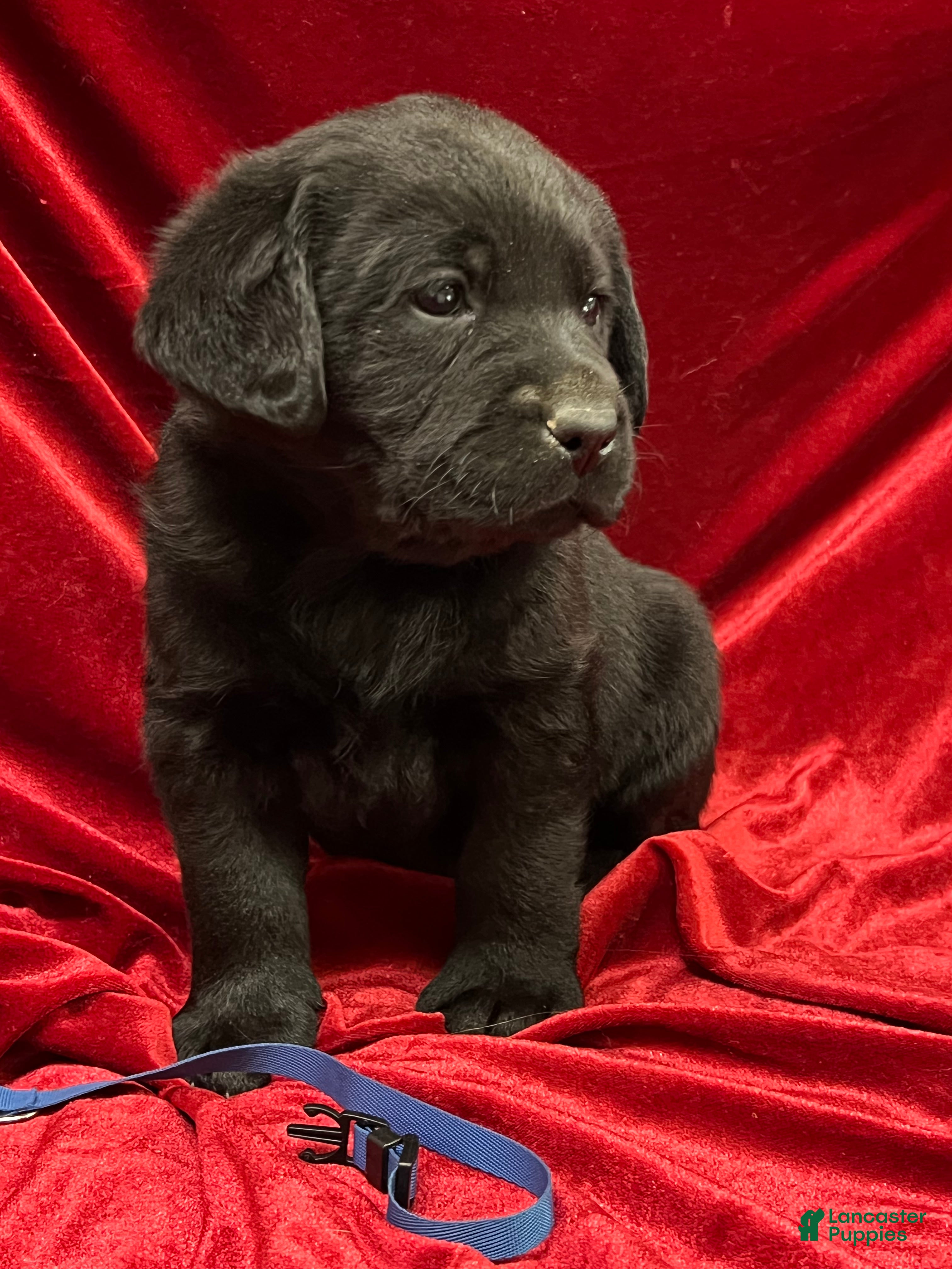 Labrador Retriever dogs Black Boy - Ad 1