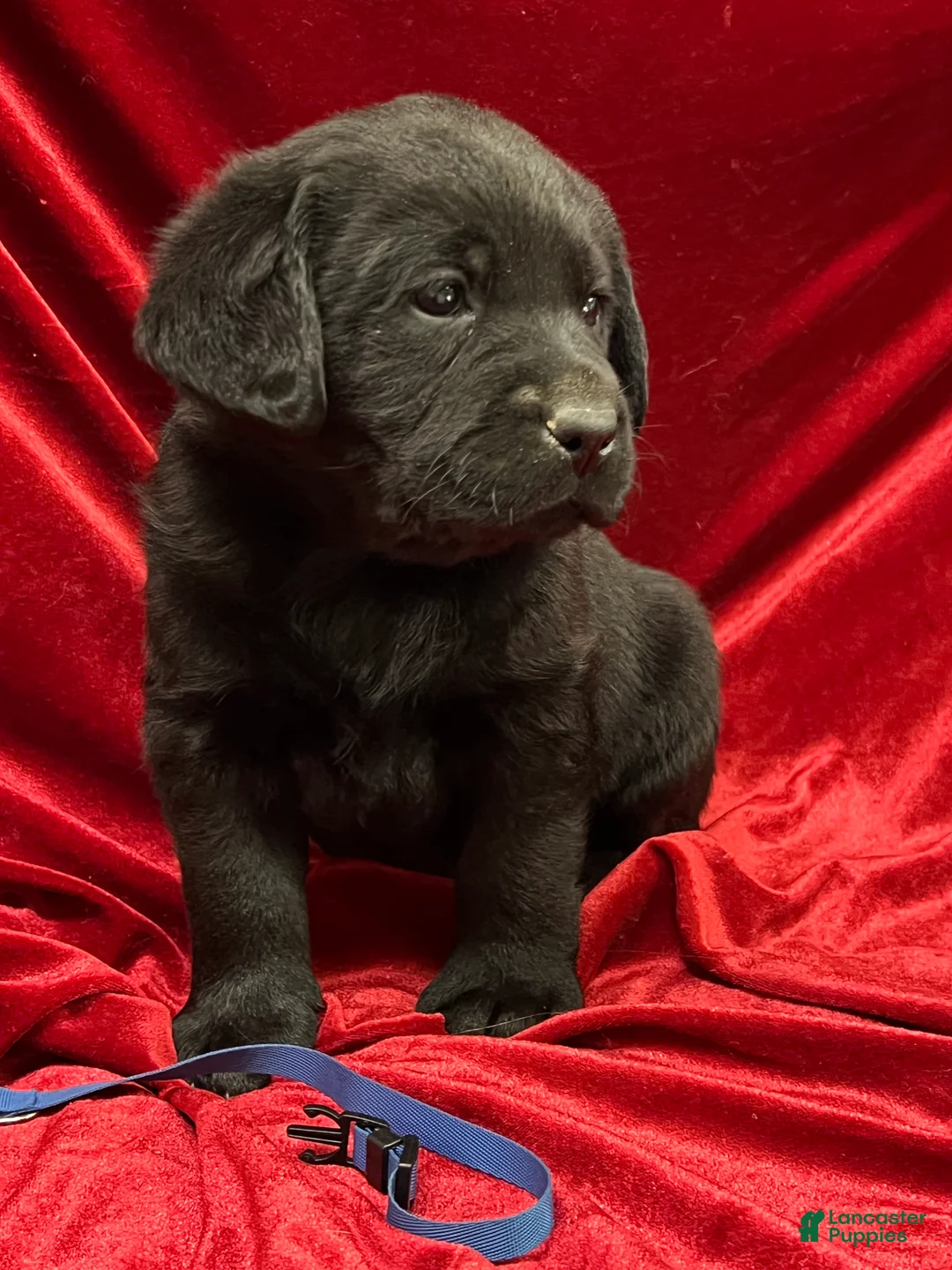 Labrador Retriever dogs for sale: Black Boy - Ad 1