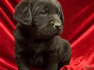 Labrador Retriever dogs Black Boy - Ad 1