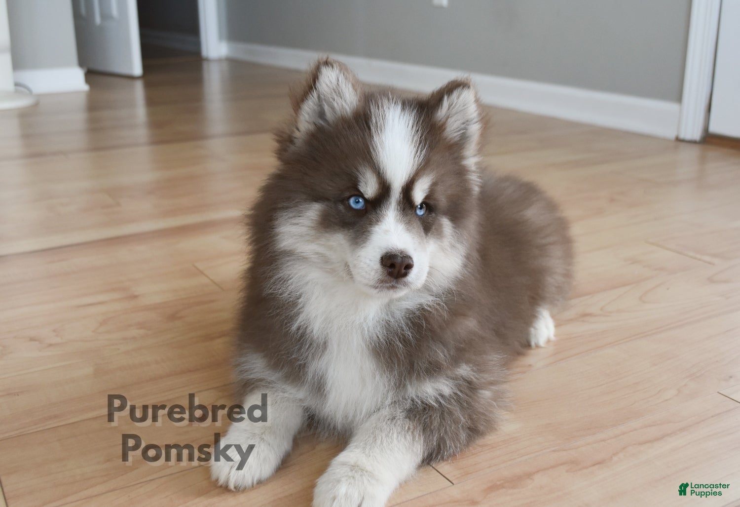 Pomsky dogs Hopper - Ad 9