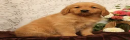Golden Retriever dogs for sale: Hudson - Ad 14