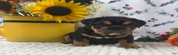English Bulldog dogs for sale: Timber - Ad 4