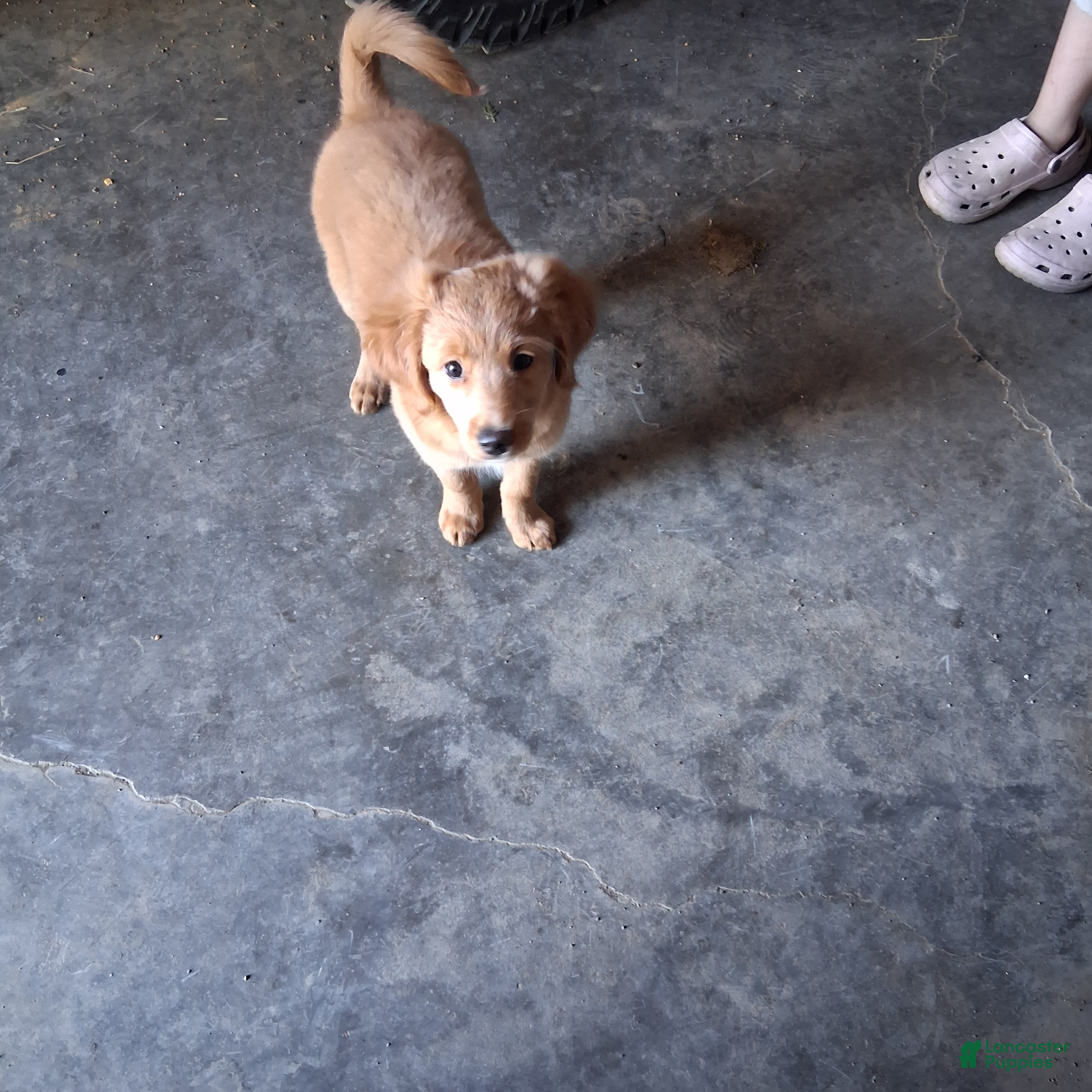Mixed Breed dogs Daisy - Ad 2