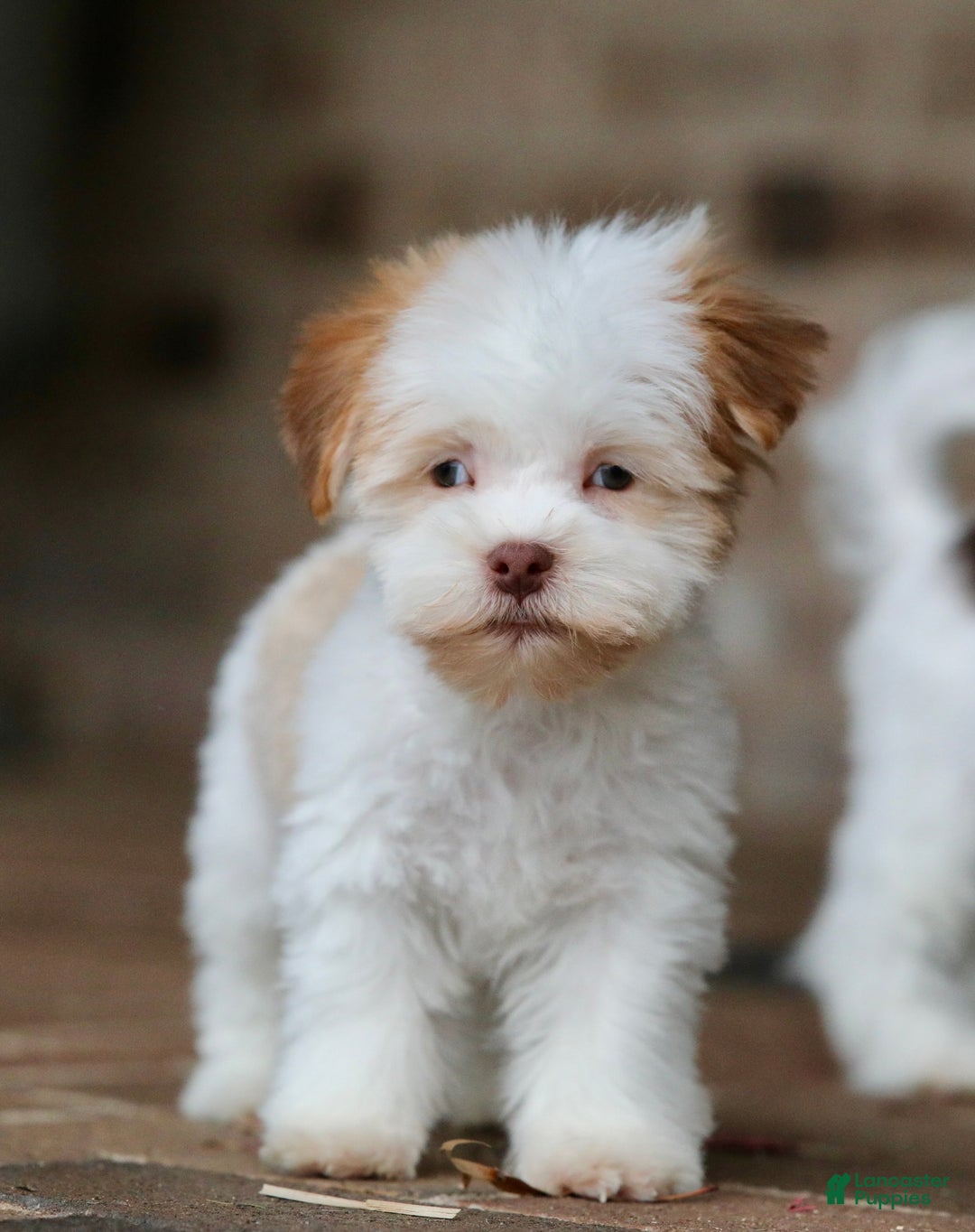 Havanese dogs for sale: Eggnog - Ad 3
