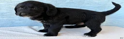 Labradoodle dogs for sale: Labradoodle 3 - Ad 4