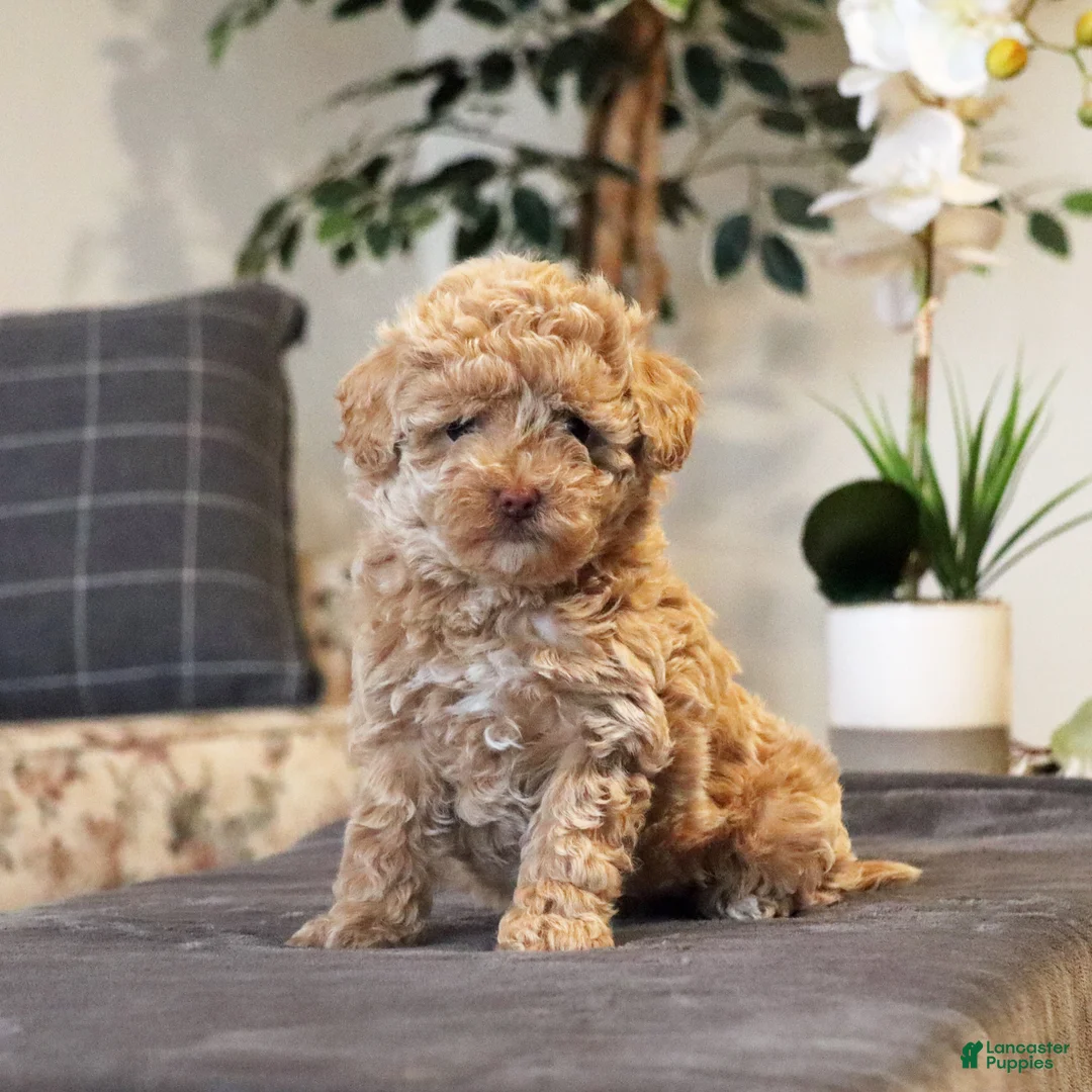 Miniature Poodle dogs for sale: Nala - Ad 2