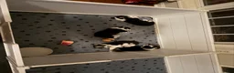 Welsh Corgi Pembroke dogs for sale: Welsh Corgi Pembroke Puppy 2 - Ad 5