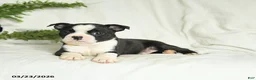 Boston Terrier dogs for sale: Buddy - Ad 3