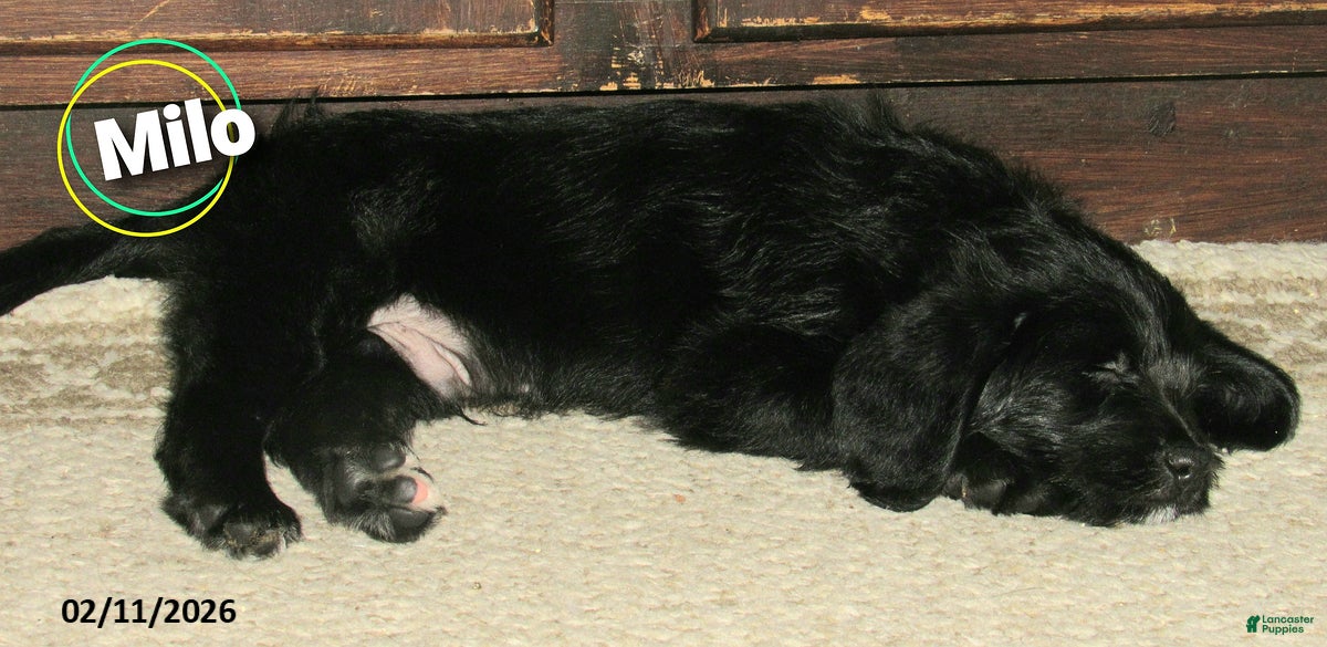 Labradoodle dogs Milo - Ad 2