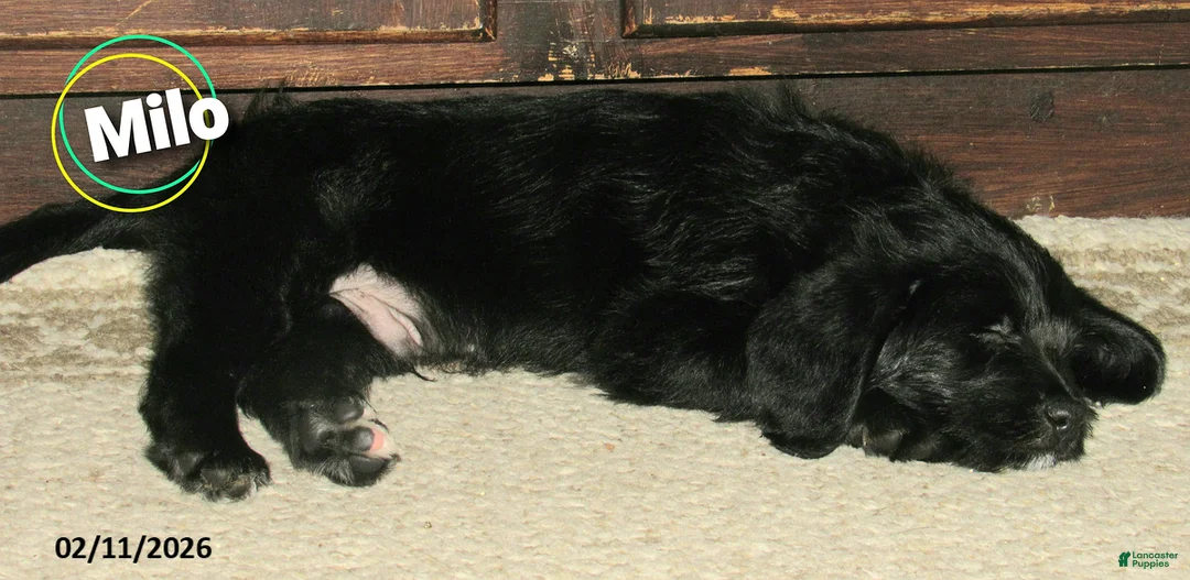 Labradoodle dogs for sale: Milo - Ad 2