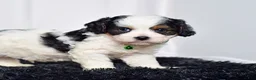 Cavapoo dogs for sale: Mr. Dallas - Ad 10
